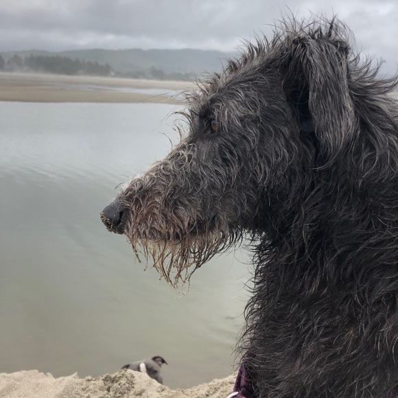 Meet your Posher, Addie - Picture 2 of 3